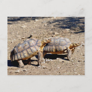 Carte Postale Deux tortues sulcata marchant sur le sol