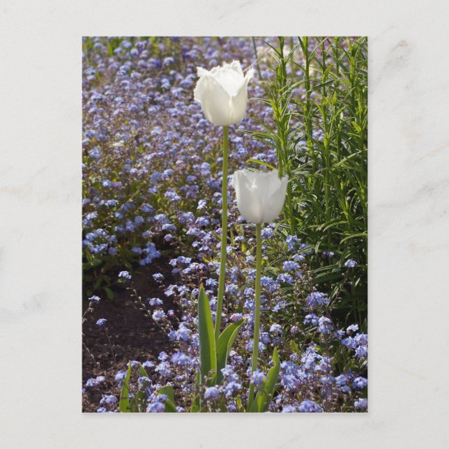Carte Postale Deux tulipes blanches (Devant)