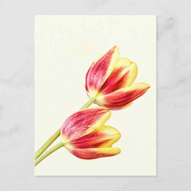 Carte Postale Deux tulips (Devant)
