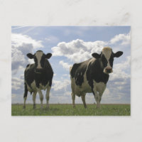 Deux vaches frisonnes