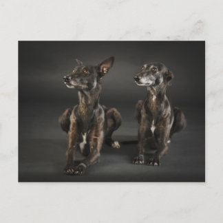 Carte Postale Deux whippets couchés