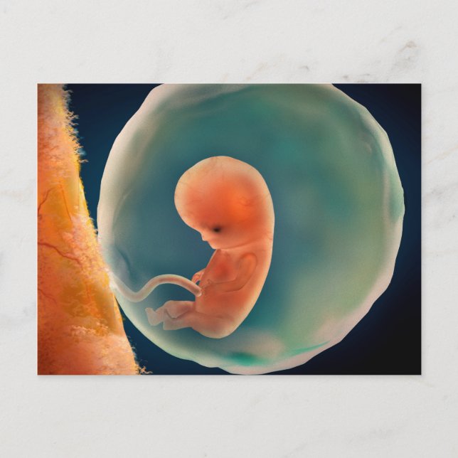 Carte Postale Développement Du Foetus À 9 Semaines (Devant)