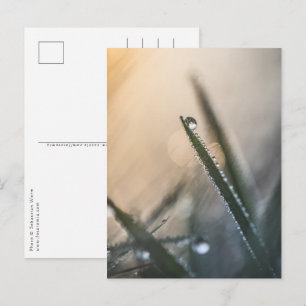 Carte Postale Dew Droplet sur l'herbe nature florale Photo