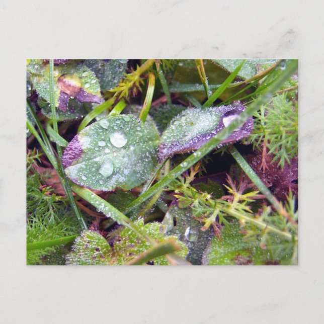 Carte Postale Dew du matin (Devant)