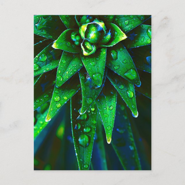 Carte Postale Dew du matin sur Plante (Devant)
