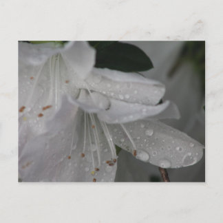 Carte Postale Dew sur une azalée