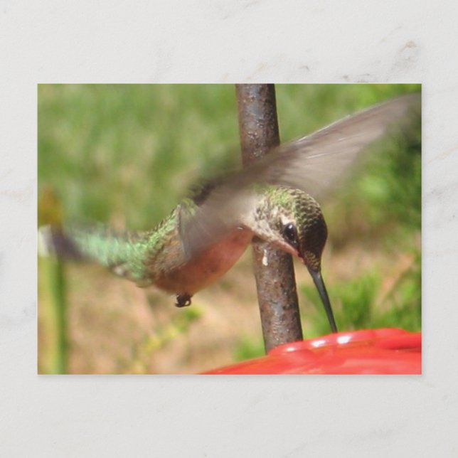 Carte postale DG-Hummer (Devant)