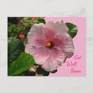 Carte postale d'héliotrope rose pour un prompt rét