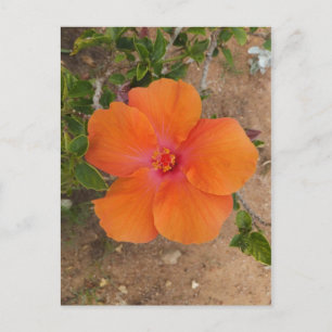 Carte postale d'Hibiscus orange, personnalisez