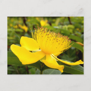 Carte postale d'Hypericum Calcyinum