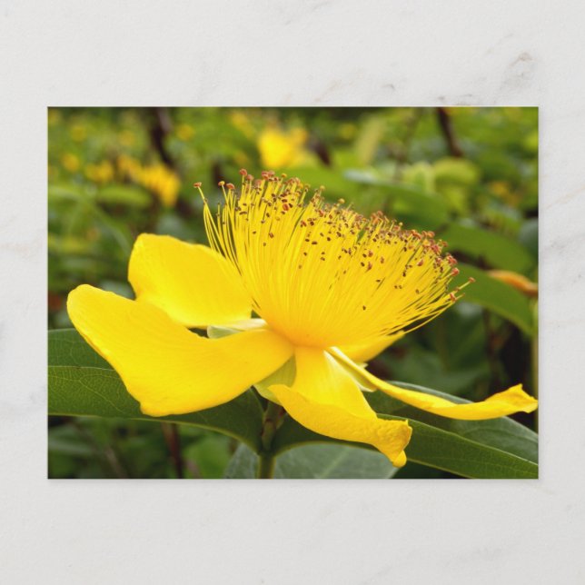 Carte postale d'Hypericum Calcyinum (Devant)