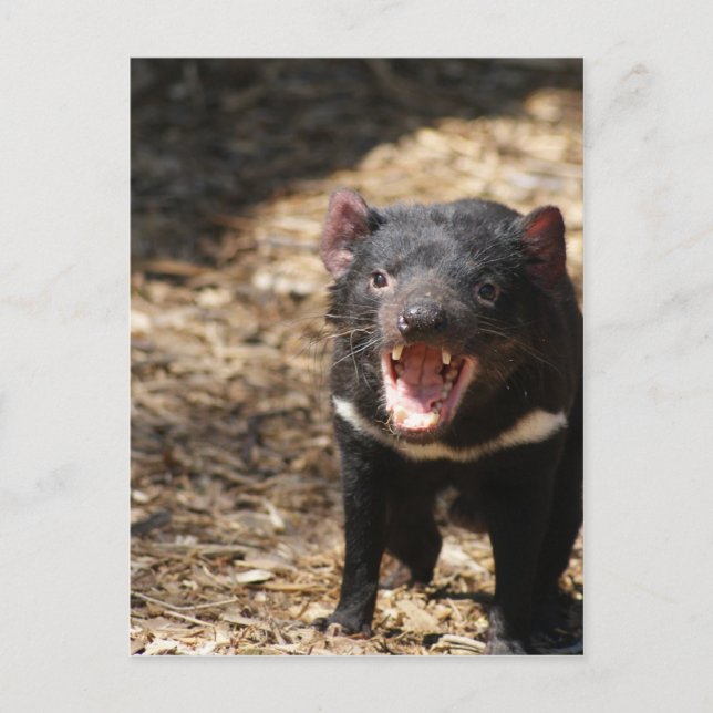 Carte Postale diable de Tasmanie (Devant)