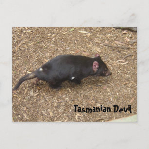 Carte Postale diable de Tasmanie