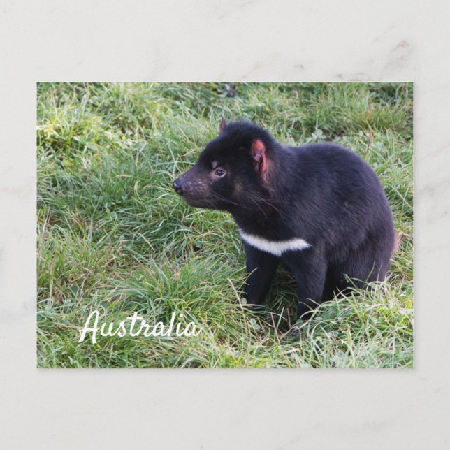 Carte Postale Diable Tasmanien En Herbe, Tasmanie, Australie (Devant)