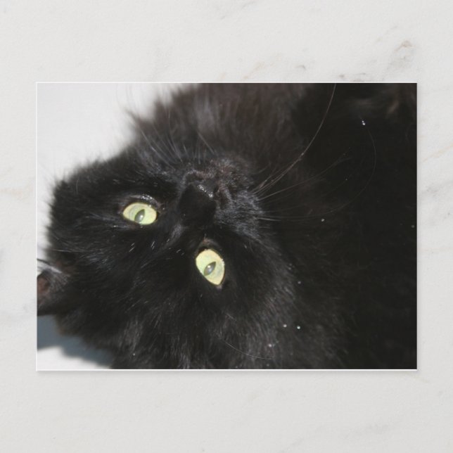 Carte Postale Diabola Le chat du diable (Devant)