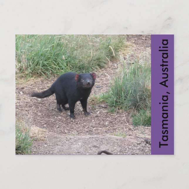 Carte postale diabolique de Tasmanie (Devant)