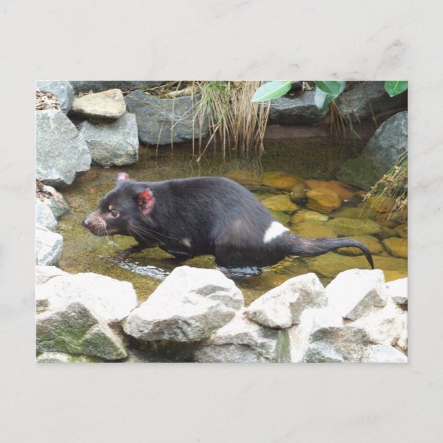 Carte postale diabolique de Tasmanie (Devant)