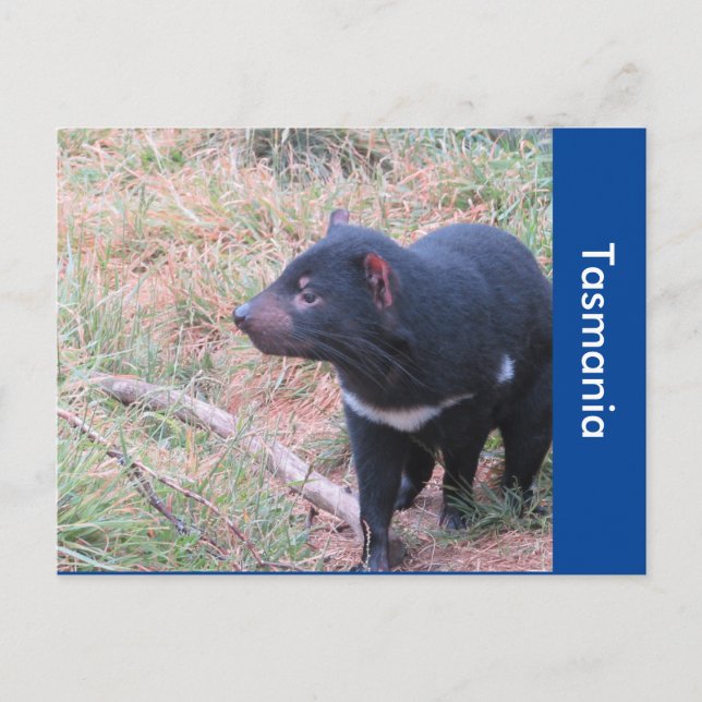 Carte postale diabolique de Tasmanie (Devant)