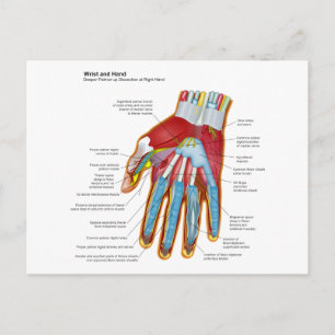 Carte Postale Diagramme anatomique de la main et du poignet huma