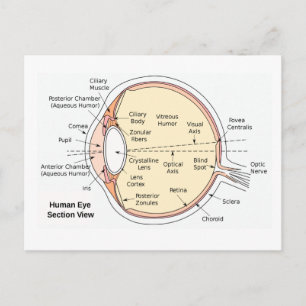 Carte postale Diagramme anatomique du ballon ocula