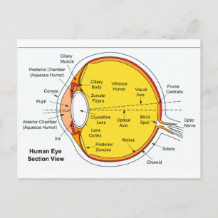 Carte Postale Diagramme anatomique du globe oculaire humain