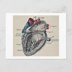 Carte Postale Diagramme cardiaque anatomique de l'art vintage - 