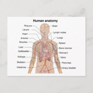 Carte Postale Diagramme d'anatomie du corps humain des organes i