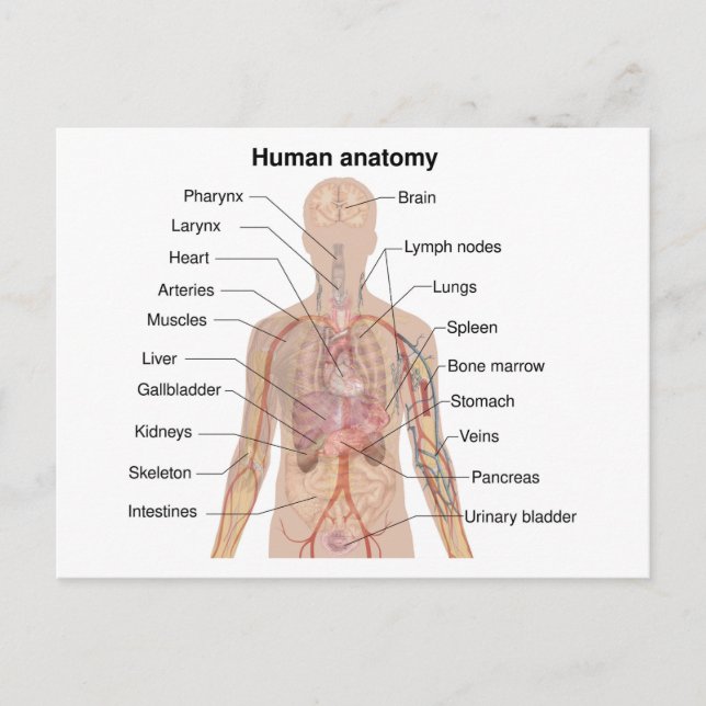 Carte Postale Diagramme d'anatomie du corps humain des organes i (Devant)