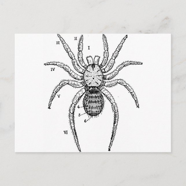Carte Postale Diagramme d'araignée vintage (Devant)