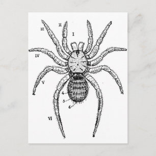 Carte Postale Diagramme d'araignée vintage