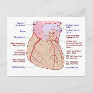 Carte Postale Diagramme de circulation des artères coronaires Co