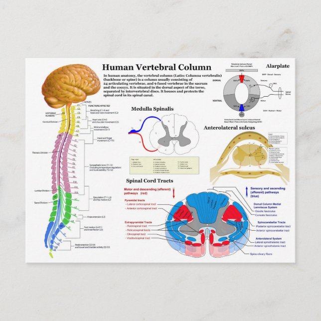 Carte Postale Diagramme de la colonne vertébrale humaine (Devant)