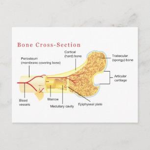 Carte Postale Diagramme de la coupe osseuse