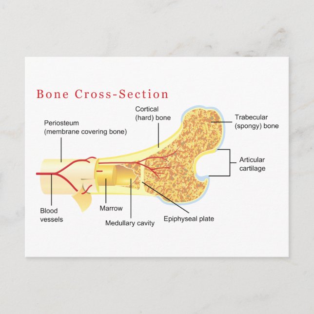 Carte Postale Diagramme de la coupe osseuse (Devant)