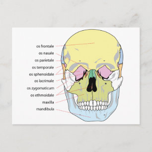 Carte Postale Diagramme de la structure osseuse devant un crâne 