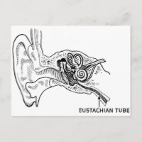 Diagramme de l'oreille