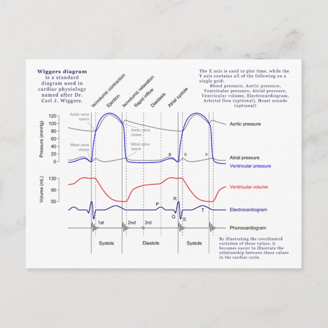 Carte Postale Diagramme de Wiggers (Devant)