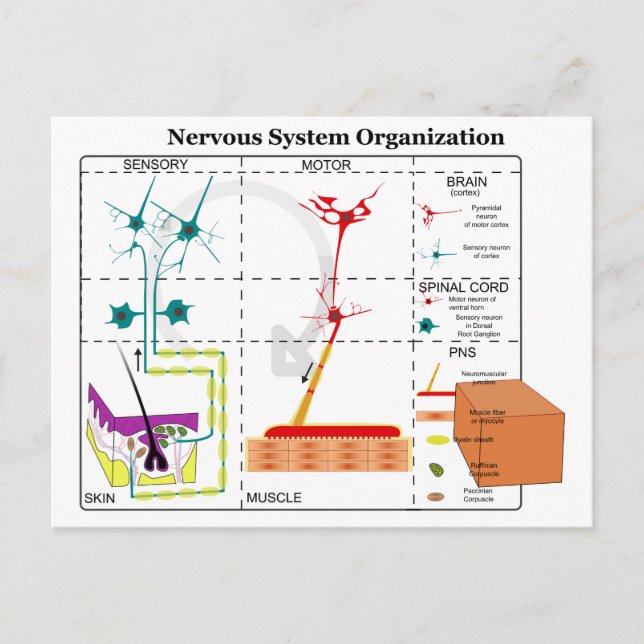 Carte Postale Diagramme des fonctions de base du système nerveux (Devant)