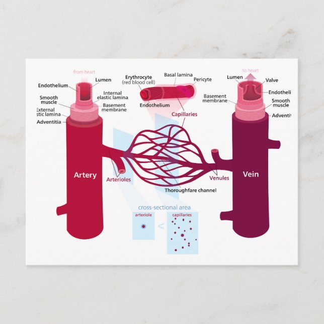 Carte Postale Diagramme des vaisseaux sanguins, artères, veines, (Devant)