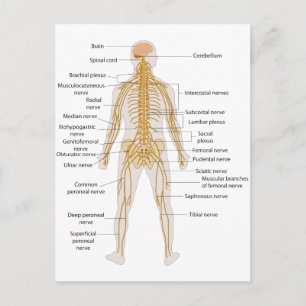 Carte Postale Diagramme du système nerveux du corps humain