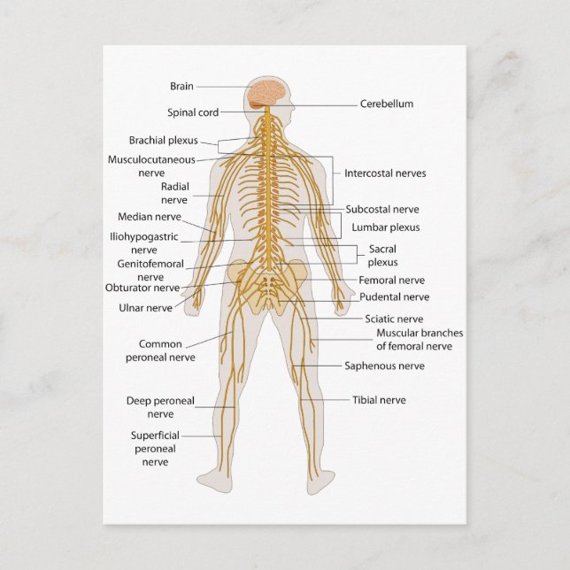 Carte Postale Diagramme du système nerveux du corps humain (Devant)