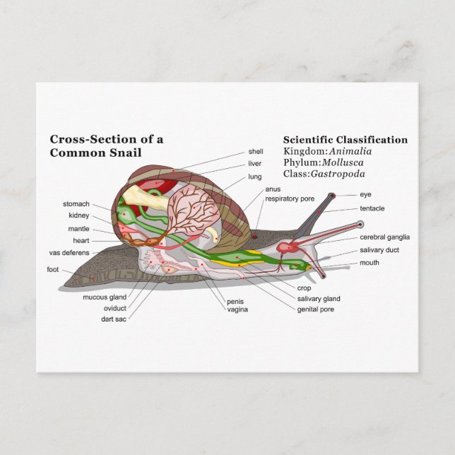 Carte Postale Diagramme d'un escargot de jardin commun (Helix as (Devant)