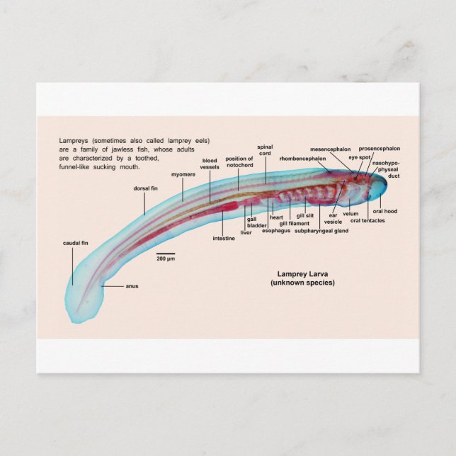 Carte Postale Diagramme d'une espèce de lamproie marine Larva (Devant)