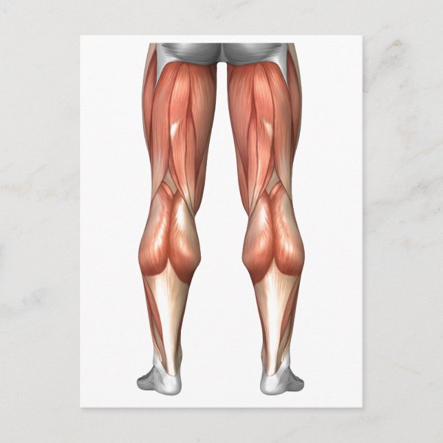 Carte Postale Diagramme illustrant les groupes de muscles de la  (Devant)