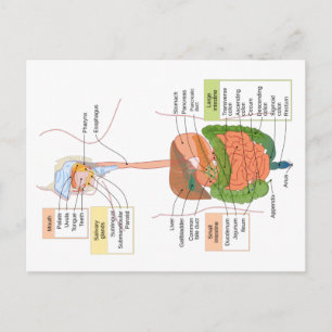 Carte Postale Diagramme Système digestif gastro-intestinal humai