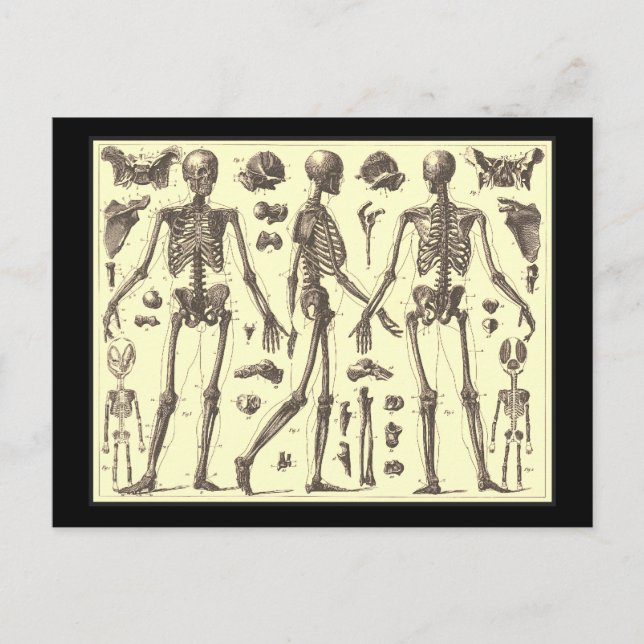 Carte Postale Diagrammes squelettes vintages (Devant)