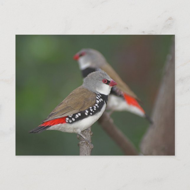 Carte Postale Diamond Finches (Devant)