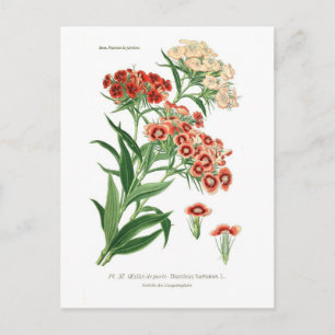 Carte Postale Dianthus barbatus (Sweet William)
