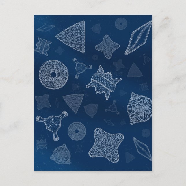 Carte Postale Diatomées - microscopique vie marine (Devant)