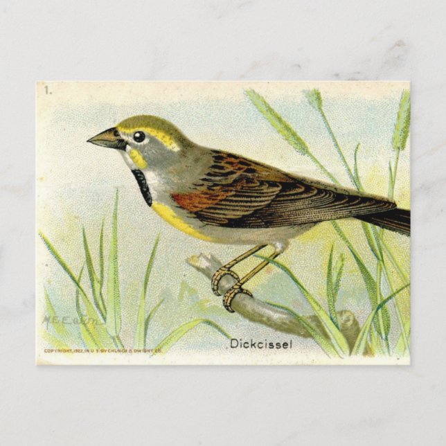 Carte Postale Dickcissel (Devant)